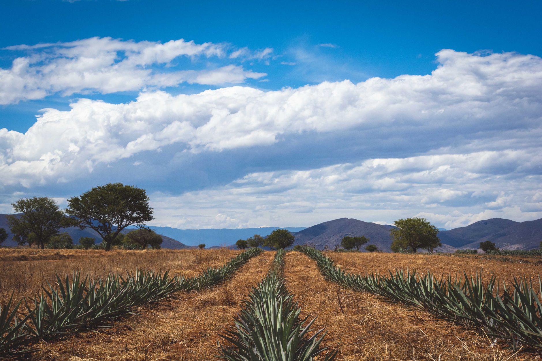 Nueve palenques, nueve maneras de decir mezcal