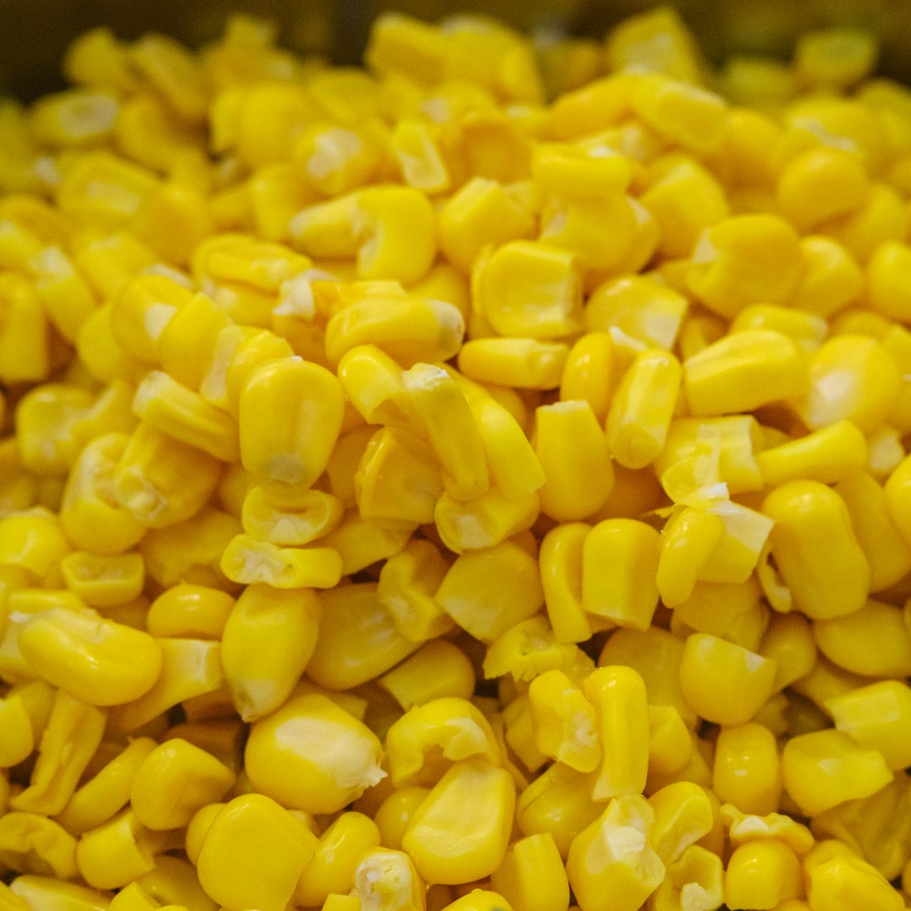 Maíz criollo cacahuazintle